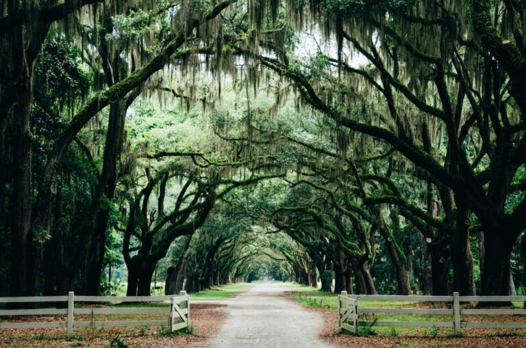 A long dirt road lined with towering oak trees draped in Spanish moss, forming a dramatic green tunnel with white wooden fences on either side in Savannah, Georgia